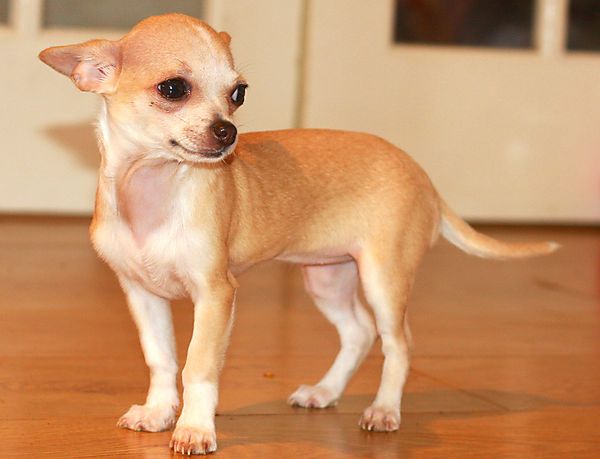 BB Chihuahua Puppy