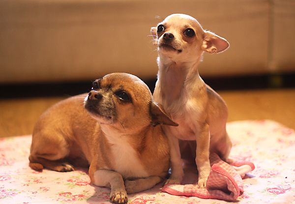 Chihuahua Companions