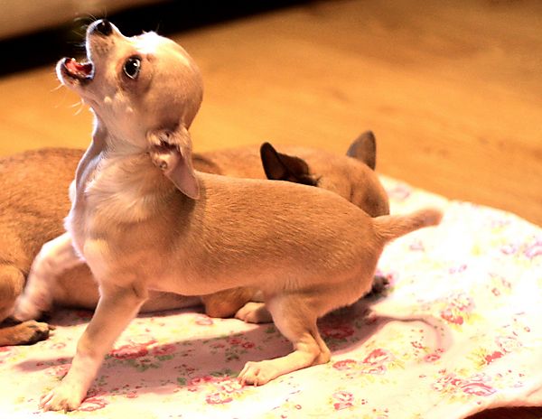 Playful Chihuahua BB