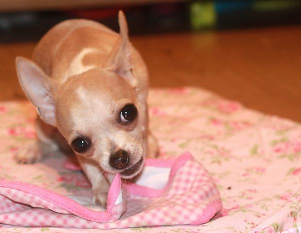 BB the cutest little Chihuahua