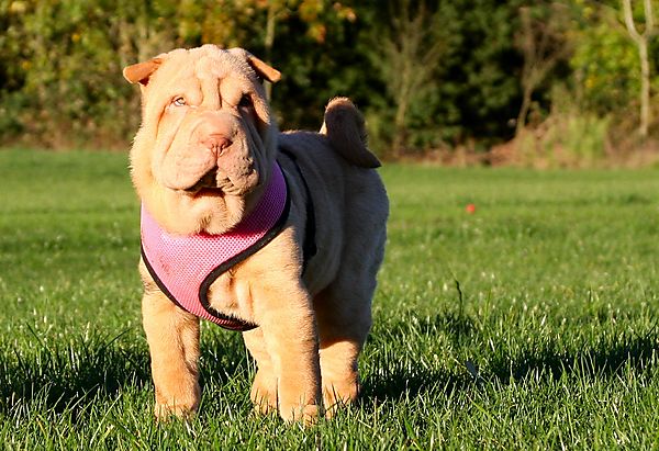 Shar Pei Puppy