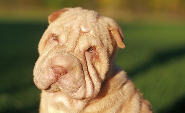 Portrait of Shar Pei Binky
