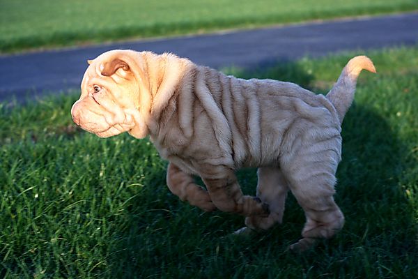 Shar Pei Pup