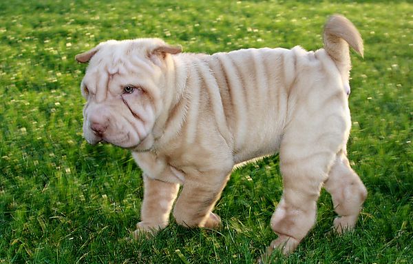 Shar Pei Puppy