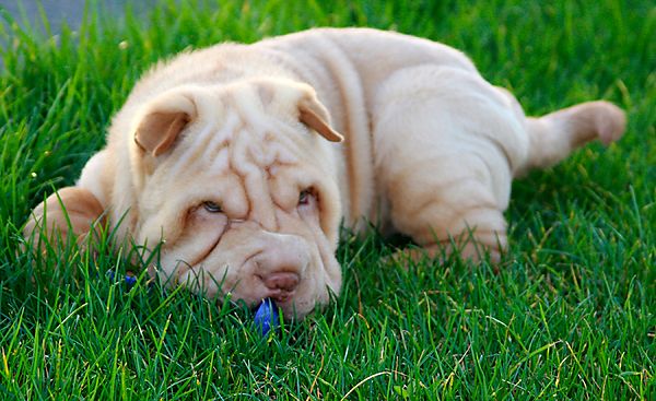 A puppy needs to rest