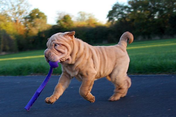 Playtime with Binky the Shar Pei