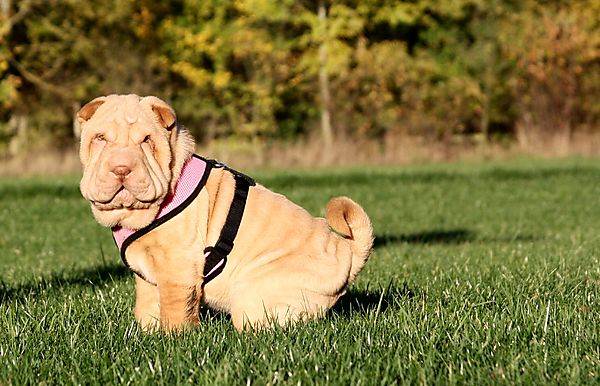 Puppy Binky the Shar Pei