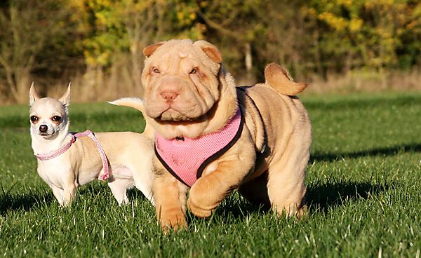 Out walkies together