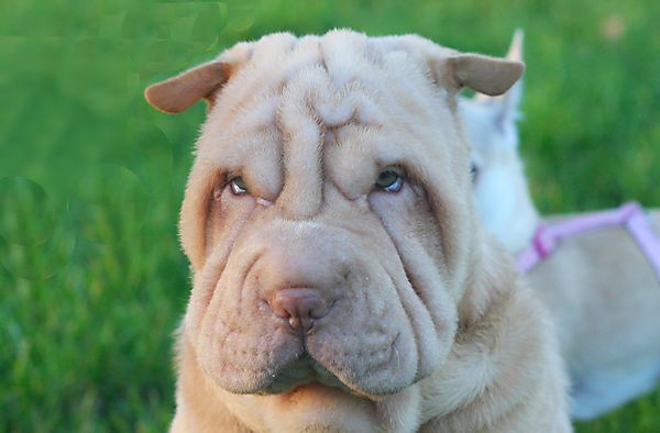 Binky Looking Serious