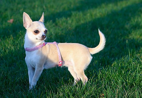 Cute little Chihuaua BB