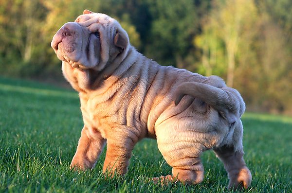 Puppy Shar Pei Binky