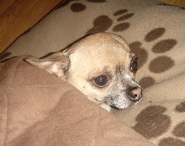 Warzie the Chihuahua