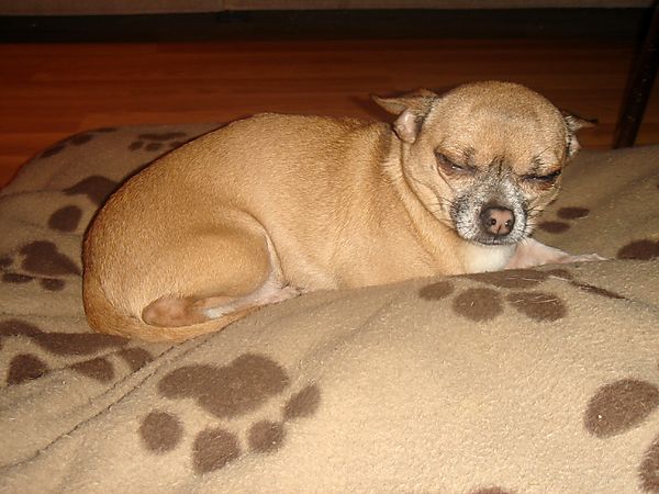 Warzie the Chihuahua