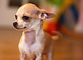 Chihuahua Puppy BB
