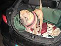photo thumbnail Presco & Warzie our Shar-Pei and Chihuahua