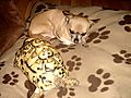 photo thumbnail Chuhuahua and African Tortoise
