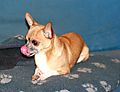 photo thumbnail Warzie the Chihuahua licking his lips