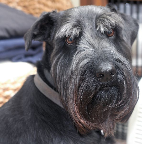 Standard Schnauzer