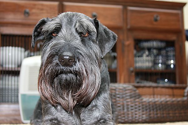 Monty looking serious