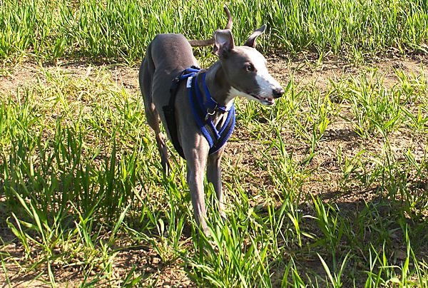 Brian the Whippet