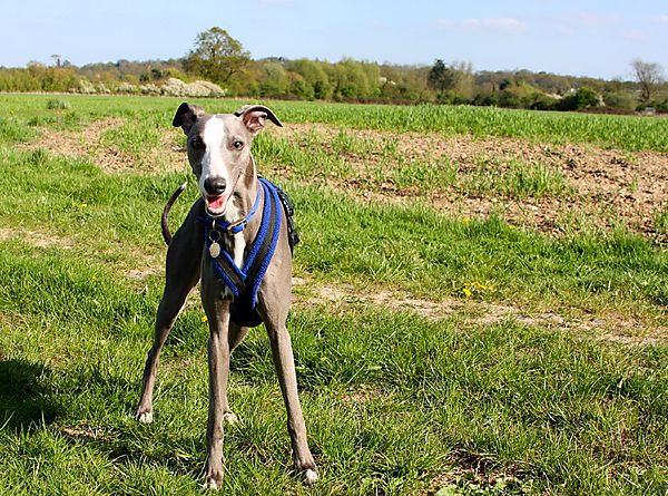 Whippet out walking