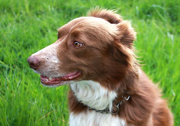 A Collie called Toffee