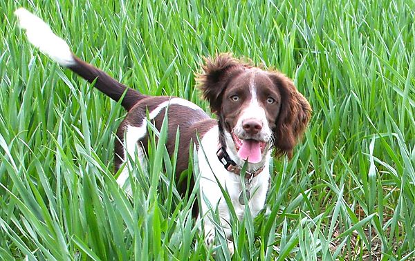 Springer Spaniel
