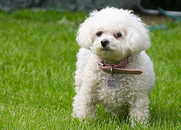 Bichon Frise Coco