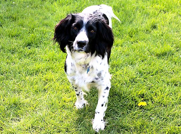 Pippa stopping for a pose