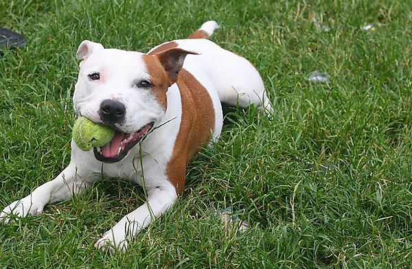 Hercules the Staffie