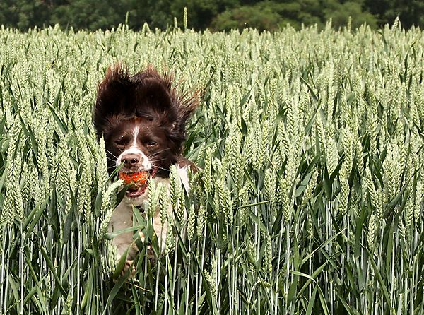 Molly the Springer Spaniel
