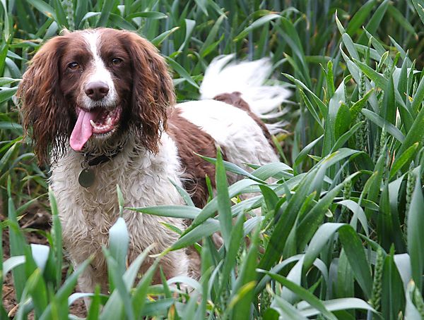 Monty Springer Spaniel