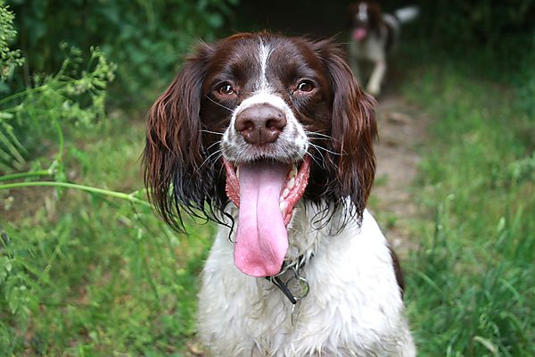 Molly  wants to play