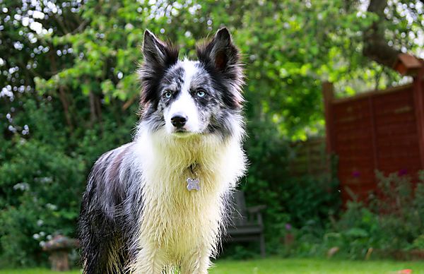 Border Collie Kassie