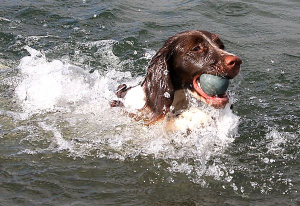 Fetching the ball and swimming