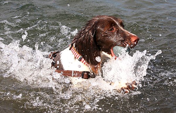 Springer Spaniel Swimming