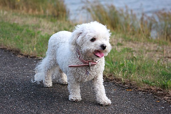 Happy Bichon Coco