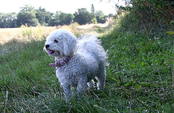 Coco enjoying her walk
