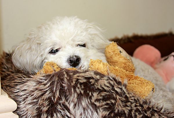 Snooze time for Coco