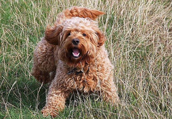 Playful Ziggy the Cockapoo