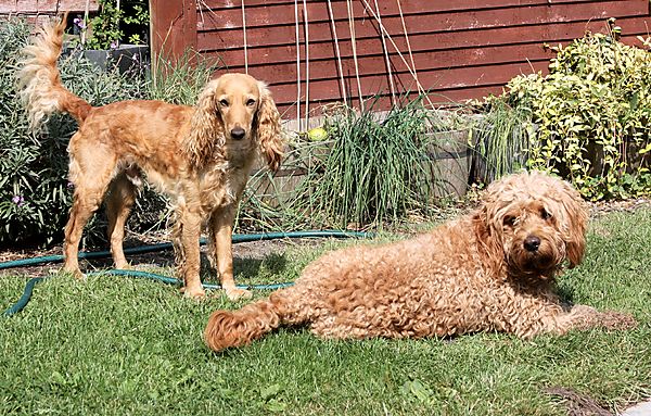 Very different Cockapoos