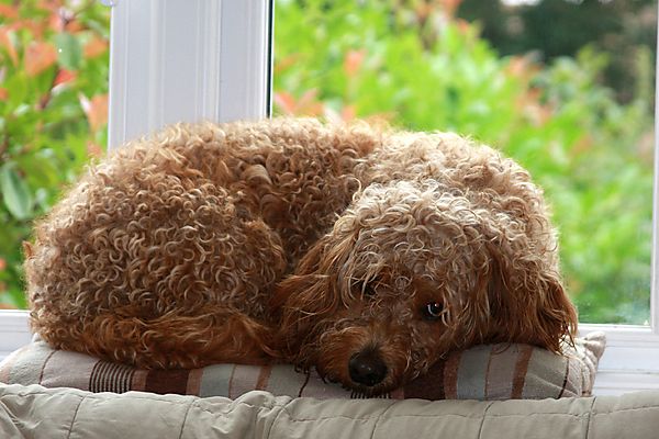 Cockapoo Chilling