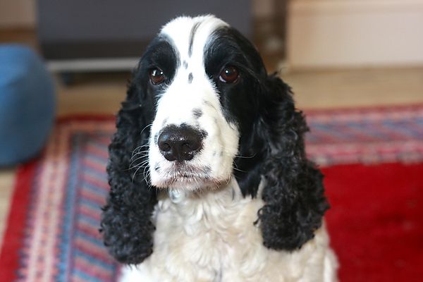 Spaniel Snoopy