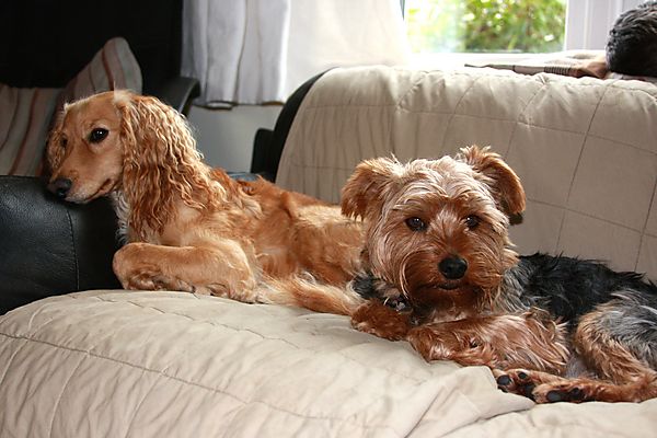 Dogs relaxing together