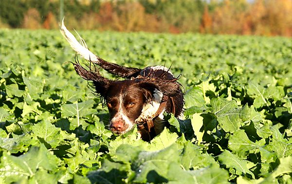 Ivy the Springer Spaniel