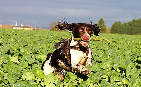Flying Spaniel