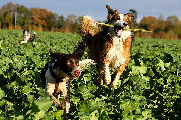 Dogs having fun