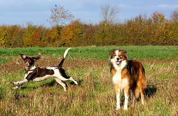 Autumn walks for dogs
