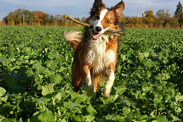 Woody loves to play sticks