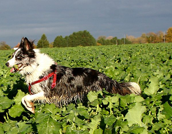 Cassie herding through the fields